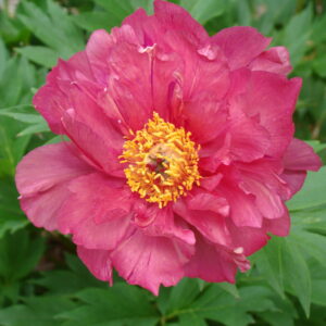 Paeonia Itoh Garden Candy® Red Double Dandy
