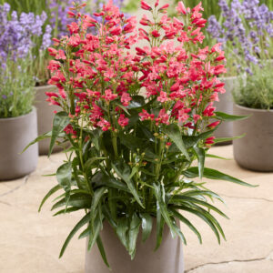 Penstemon Rock Candy® Coral®