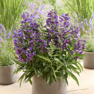 Penstemon Rock Candy® Purple®