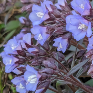 Polemonium Prince