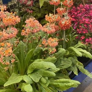 Primula Candlelight Bicolor