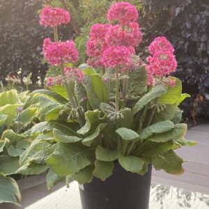 Primula Candlelight Rose