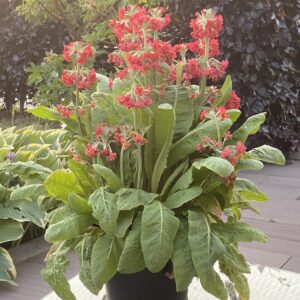 Primula Candlelight Scarlet