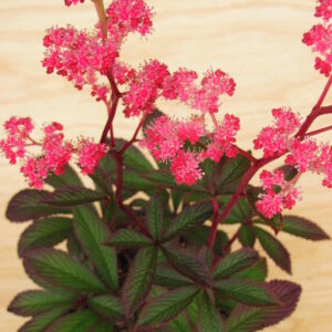 Rodgersia Cherry Blush