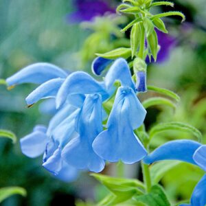 Salvia Patens beyond Blue