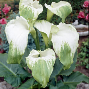 Zantedeschia Green Goddess