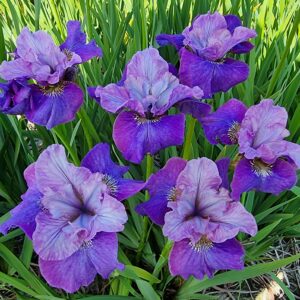 Iris sibirica Star Lion