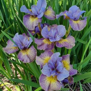 Iris sibirica Sun Comes Up