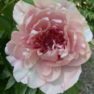 Paeonia Itoh Garden Candy® Lacy Ryan