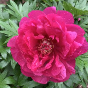 Paeonia Itoh Garden Candy® Raspberry Dream