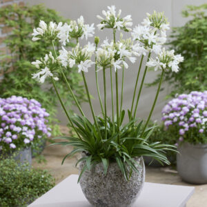Agapanthus Eydori®Isabelle