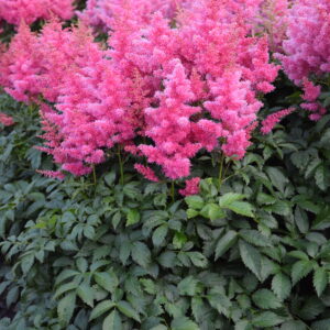 Astilbe x arendsii Drum and Bass