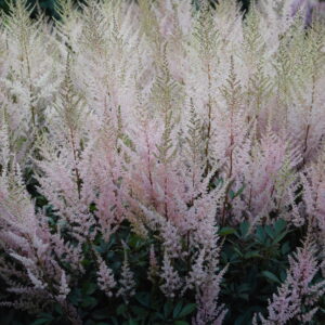 Astilbe x arendsii Erika