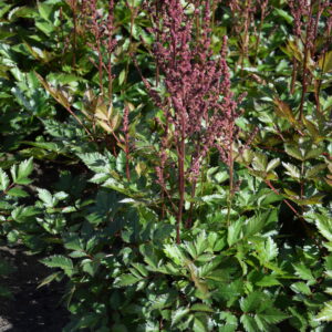 Astilbe chinensis Maggie Daley