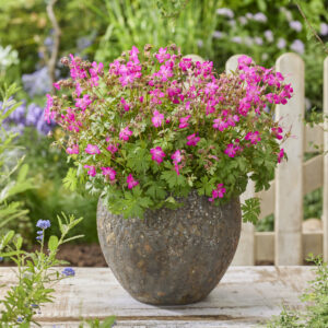 Geranium x cantabrigiense 'Vivid Pink'