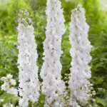 Delphinium elatum Moonbeam