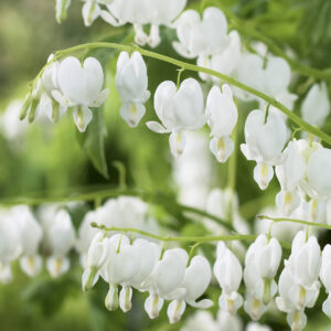 Dicentra spectabilis Alba
