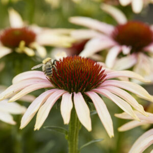 Echinacea Volume Single Blushing Meadow Mama