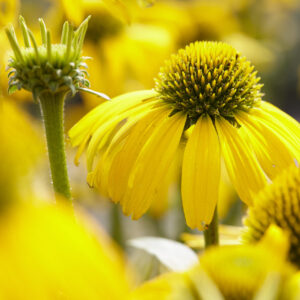 Echinacea Volume Single Sunny Meadow Mama