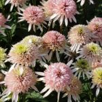Echinacea mid double Cherry Fluff