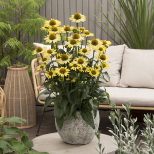Echinacea compact single Cleopatra