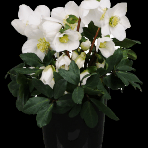 Helleborus niger Christmas Roses™ St. Florus