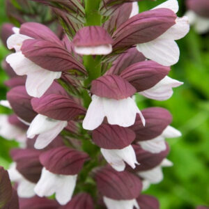 Acanthus hungaricus White Lips
