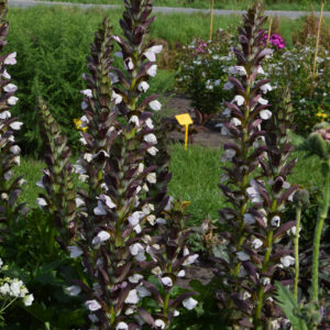 Acanthus mollis x spinosus Morning Candle®