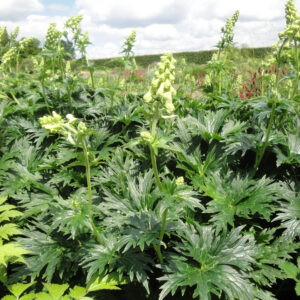 Aconitum Kryvoli Seedling