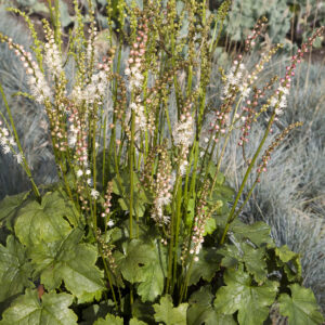 Actaea japonica Silver Dance