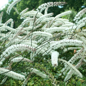 Actaea japonica Atropurpurea