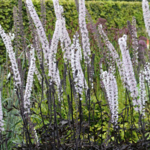 Actaea racemosa James Compton
