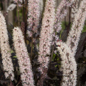 Actaea racemosa Pink Spike improved