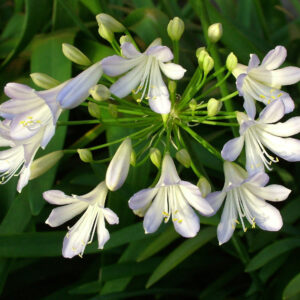Agapanthus africanus Silver Baby