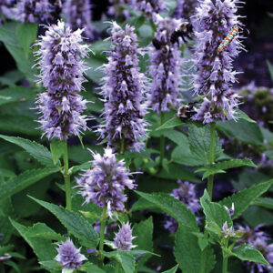 Agastache Blue Fortune
