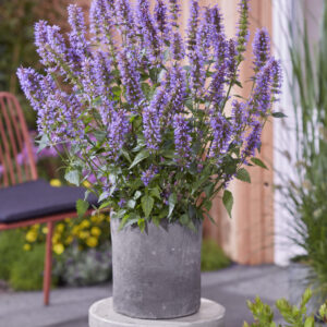 Agastache Purple Haze