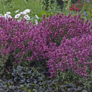 Agastache Rosie Posie