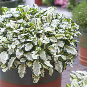 Ajuga Princess Leia