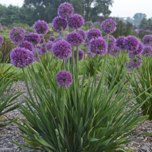 Allium Lavender Bubbles