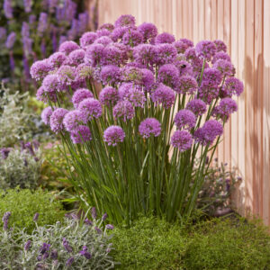 Allium Serendipity