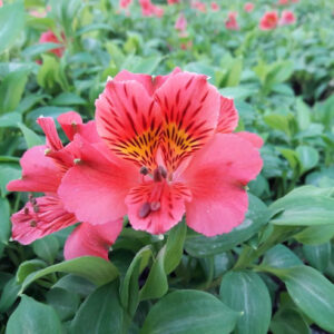 Alstroemeria Duchess™ Elisabeth