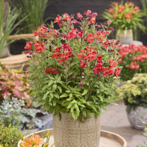 Alstroemeria Majestic™ Chinon