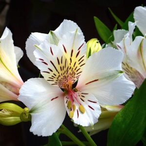 Alstroemeria White Buttons
