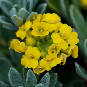 Alyssum wulfenianum Golden Spring