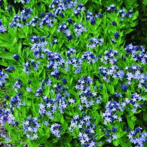 Amsonia tabernaemontana Blue Ice