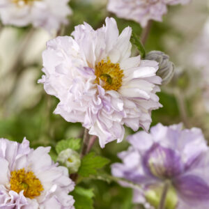 Anemone Frilly Knickers