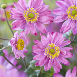 Anemone hupehensis Pamina