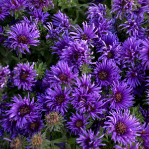 Aster novae-angliae Grape Crush