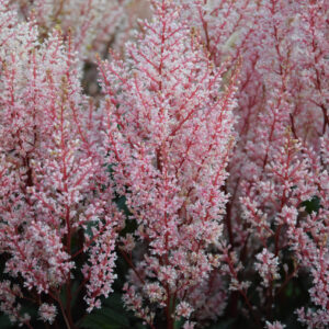 Astilbe Look at Me