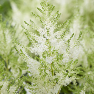Astilbe Mojito